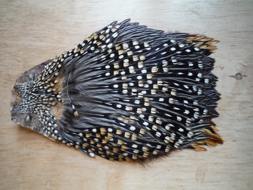 Jungle cock